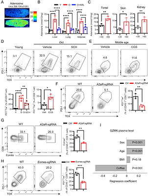 A feed-forward loop between niche adenosine and Gzmk⁺ CD8 T cells propagates systemic inflammaging