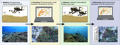 Spatial genotypic patterns within monospecific stands of a dominant coral revealed through photogrammetry-guided sampling.