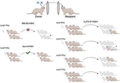Evolutionary constraints limit additional mammalian adaptation of bovine-derived H5N1 influenza viruses in ferrets