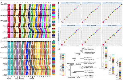 Hobrac: a reference-guided workflow for genome comparison and synteny visualization