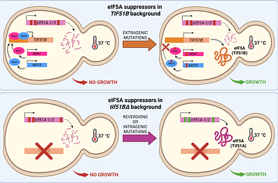 eIF5A is an indispensable protein for eukaryotic cells