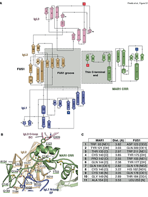 Molecular determinants of species-specific cell-cell recognition activating the class II gamete fusogen HAP2