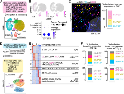 Local, but not circulating, complement C3 governs immune checkpoint blockade efficacy