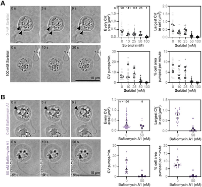 Frog-killing chytrid fungi deploy different strategies to regulate intracellular pressure in cell types that have or lack a cell wall