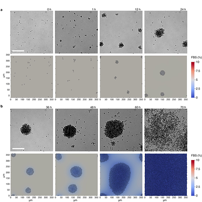 A novel model system to address the relevance of aggregation in animal origins