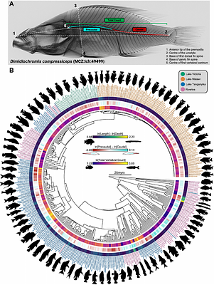 African Cichlid Lake Radiations Recapitulate Riverine Axial Morphologies Through Repeated Exploration of Morphospace