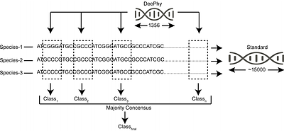 DeePhy: A Deep Learning Model to Reconstruct Phylogenetic Tree from Unaligned Nucleotide Sequences