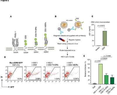 The decameric repeat (DR) of PSGL-1 functions as a basic antiviral unit in restricting HIV-1 infectivity