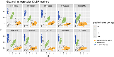 Introgression from the wild relative Manihot glaziovii on cassava (M. esculenta) chromosome 1 exhibits segregation distortion and no direct effect on dry matter