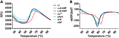 c-di-AMP inactivates a K+/H+ antiporter in Bacillus subtilis