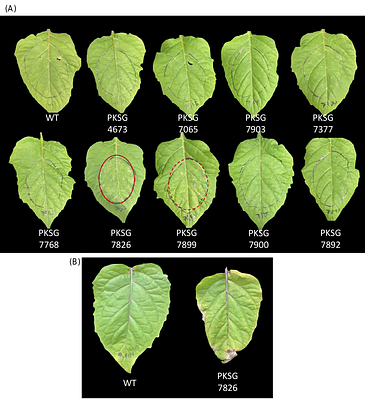 Multiple effectors trigger nonhost resistance in Solanum americanum against Pseudomonas syringae