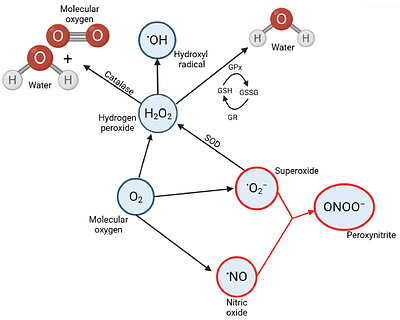 First detection of peroxynitrite in live coral cells during thermal stress