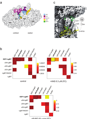RiboCollSensor: a sensitive real-time detector of ribosome collisions in mammalian cells based on split-NanoLuc complementation
