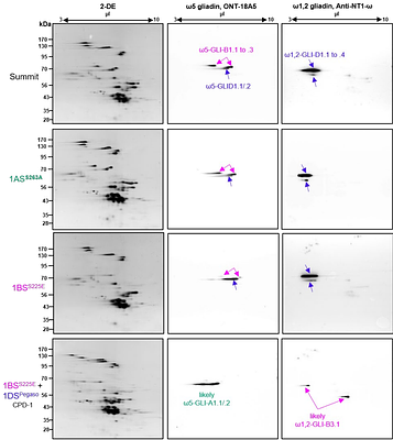 A genetic toolkit to reduce wheat immunogenicity and incidence of celiac disease