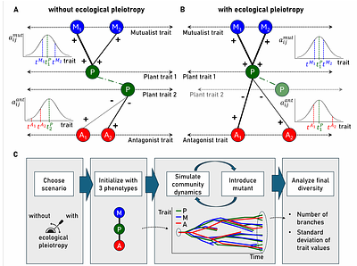 Between Friends and Foes: Evolutionary Diversification in Mutualistic-Antagonistic Networks