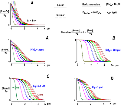Fast Diffusion of Bound Ca: Analytical and Experimental Characterization of One- and Two-Dimensional Traveling Waves