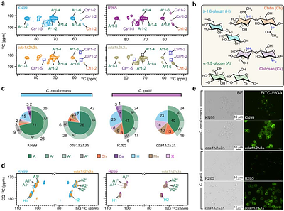 Molecular Architecture of Cryptococcus Cell Walls Reveals Species-Specific Chitosan-Dependent Remodeling