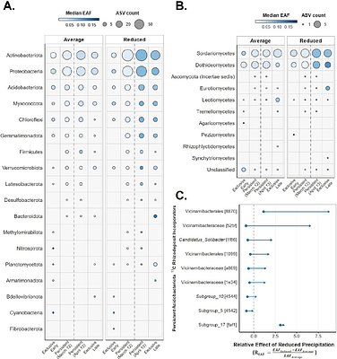 Reduced precipitation alters microbial availability and redistribution of rhizosphere carbon