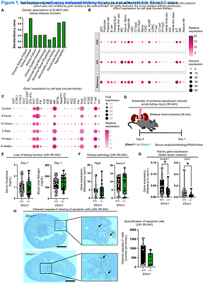 ELMO1 dependent efferocytosis protects from nephrotoxin induced acute kidney injury