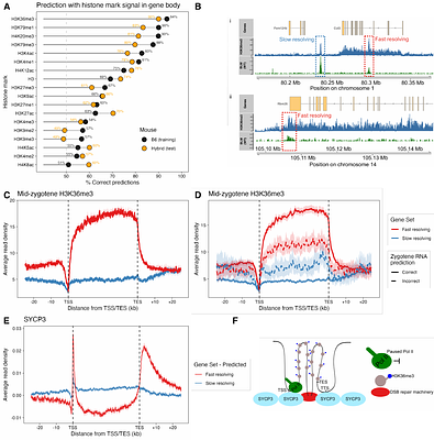 A genome-wide atlas of meiotic recombination intermediates reveals distinct modes of DNA repair that direct crossovers away from transcriptionally marked genes