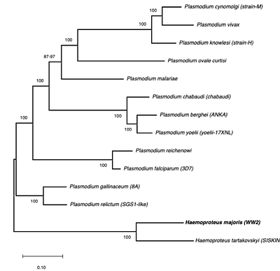 The genome of the avian malaria parasite Haemoproteus majoris (lineage WW2) and its relationship to other Plasmodium species