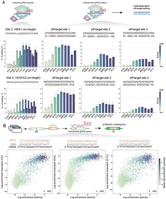 Activity and specificity trade-offs in adenine base editors