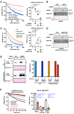AMFR provides an ERAD bypass mechanism to maintain proteostasis under canonical E3 ligase deficiency