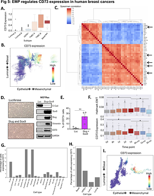 CD4+ T-cells sensitize quasi-mesenchymal breast tumors lacking CD73 to anti-CTLA4 immune checkpoint blockade therapy