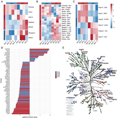 Quantitative phosphoproteomic analysis of testes from Iqcn-deficient mice highlights the significance of calmodulin signaling in spermiogenesis