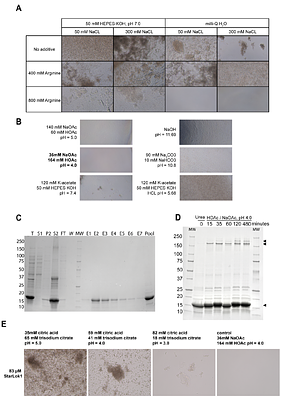 An origin for a eukaryotic lipid transfer protein fold in Asgard archaea
