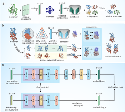 Rapid and accurate protein structure database search using inverse folding model and contrastive learning