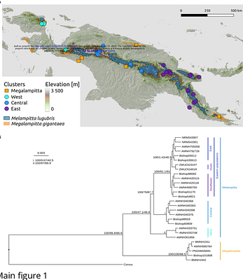 Species-specific dynamics may cause deviations from general biogeographical predictions - evidence from a population genomics study of a New Guinean endemic passerine bird family (Melampittidae).