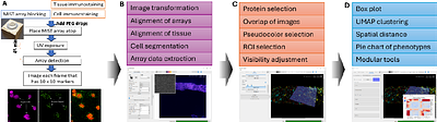 MIST-Explorer: The Comprehensive Toolkit for Spatial Omic Analysis and Visualization of Single-Cell MIST Array Data