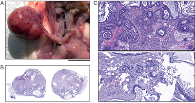 Loss of either RASSF1A alone or in combination with Caveolin-1 inhibition is associated with different premalignant histopathological alterations in the mammary glands of transgenic mice