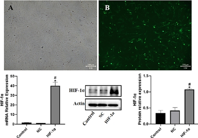 HIF-1α promotes osteogenic-angiogenic coupling response of BMSCs cell sheets