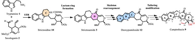 Complete elucidation and heterologous reconstruction of the biosynthetic pathway of camptothecin