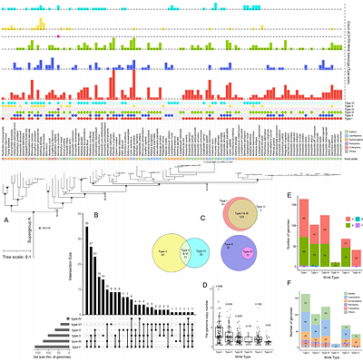 Structural reorganization and genomic context define a divergent lineage of the Wolbachia male-killing gene wmk