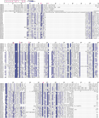 Structure of Transmembrane AMPA Receptor Regulatory Protein Subunit γ2
