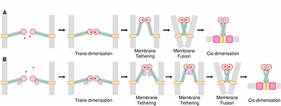 Full-Length Structural Modeling of Mitofusins with AlphaFold Reveals a Novel Cross-Type Dimerization and Insights into Oligomerization