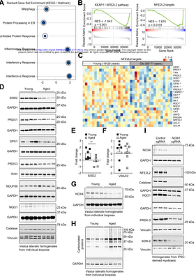 A decline in skeletal muscle NOX4 abrogates adaptive homeostasis and exacerbates ageing