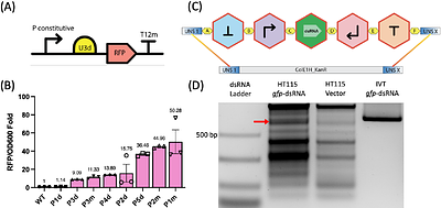 A modular bacterial platform for tunable double-stranded RNA delivery and RNA interference in nematode Caenorhabditis elegans