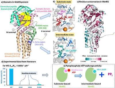 Distinct substrate and intermediate recognition via mutation effects on Mycobacterium tuberculosis methionyl-tRNA synthetase