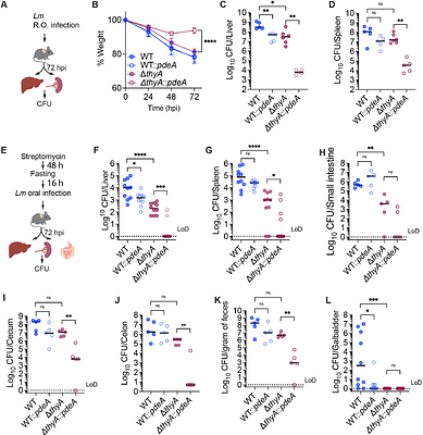 Cyclic di-AMP inhibits Listeria monocytogenes thymineless death during infection