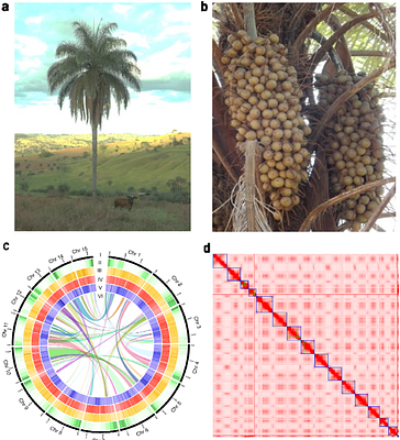First chromosome scale genome of Acrocomia aculeata