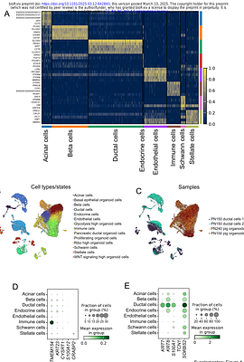 Benchmarking porcine pancreatic ductal organoids for drug screening applications