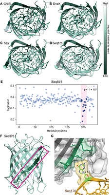 Structural basis of chaperone mechanisms in cells and the evolutionary emergence of the protein world