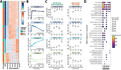 R2HaPpY: Rapid-robust phosphotyrosine peptide enrichment using HaloTag-Src SH2 pY superbinder