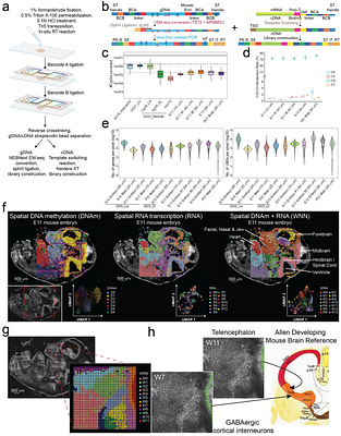 Spatial joint profiling of DNA methylome and transcriptome in mammalian tissues