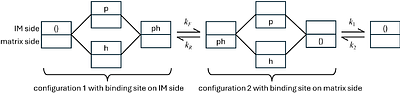 Systems Analysis of Carboxylate Transport and Oxidation Pathways in Cardiac Mitochondria