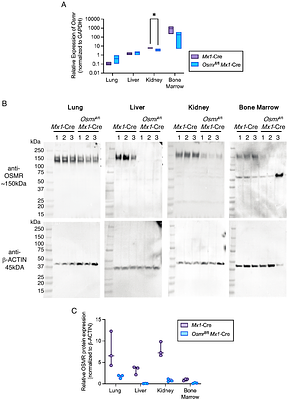 Characterization of an Osmr Conditional Knockout Mouse Model